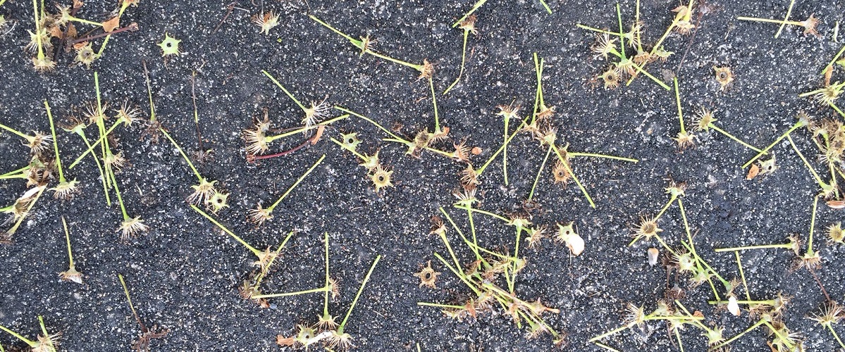 Spring Flowers on the Pavement
